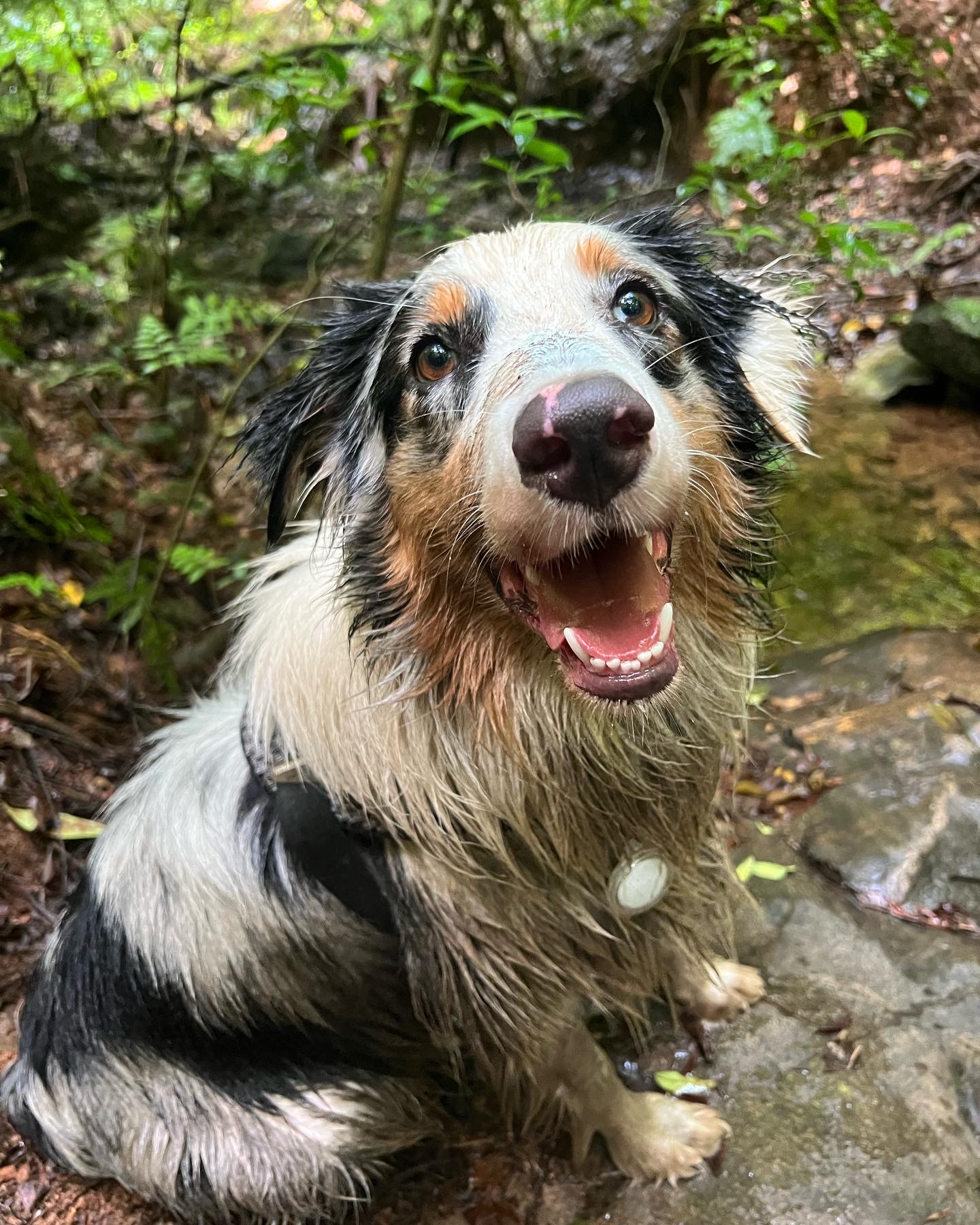 Trilhas com cão