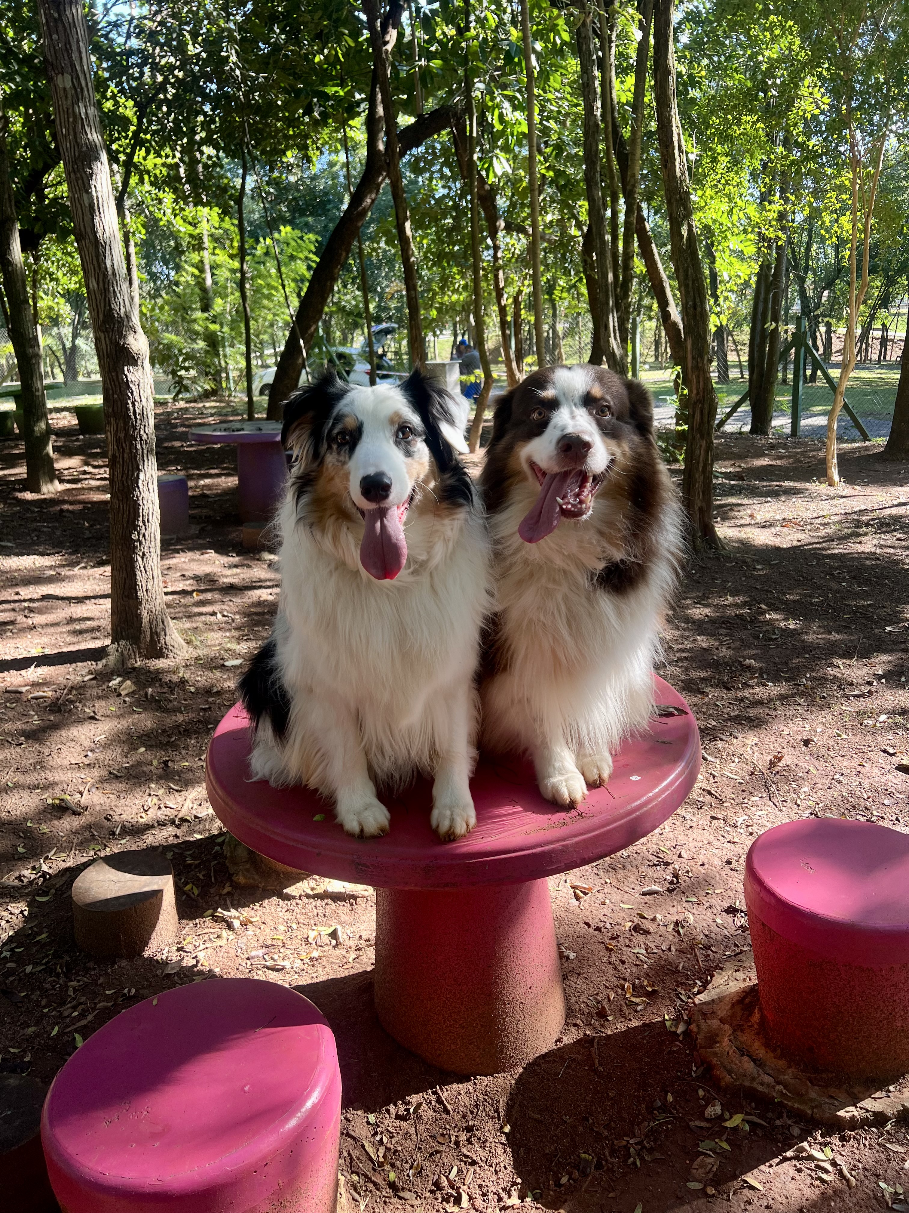 Passeios com cão