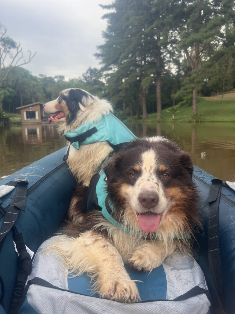 Atividades aquáticas com cães realizadas com segurança e supervisão.