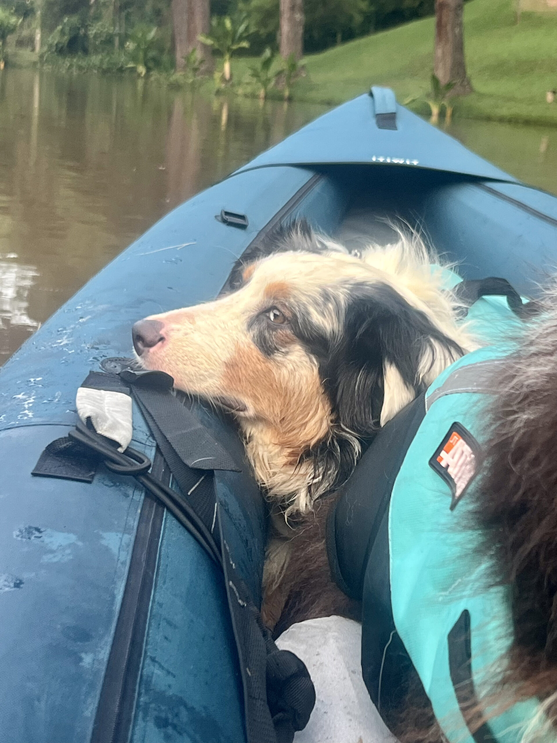 Atividades aquáticas com cães: benefícios, cuidados e quando fazem sentido