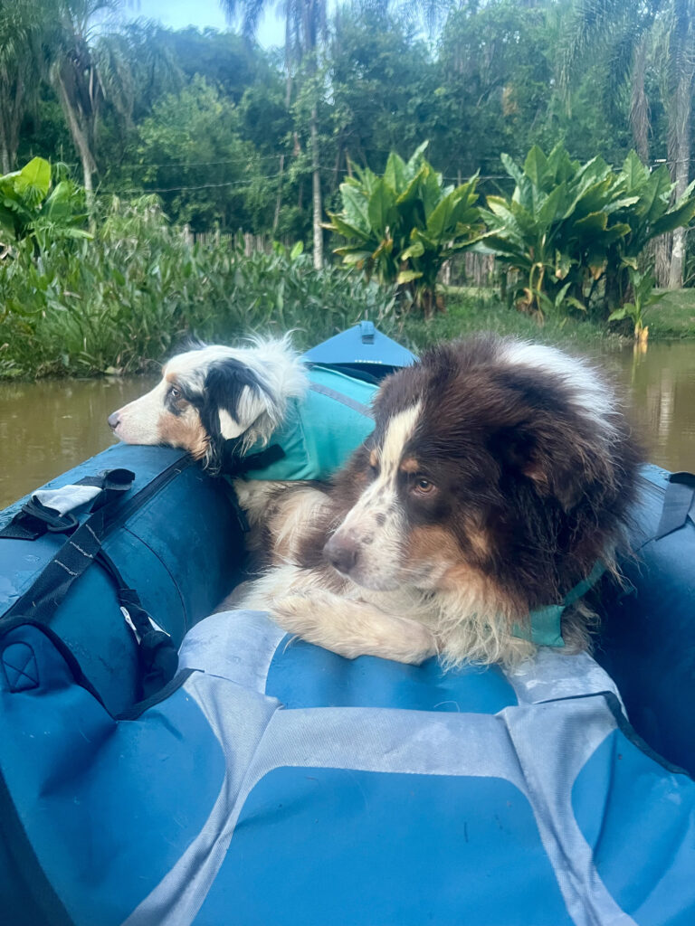 Caiaque e SUP com cães realizados com segurança e adaptação.