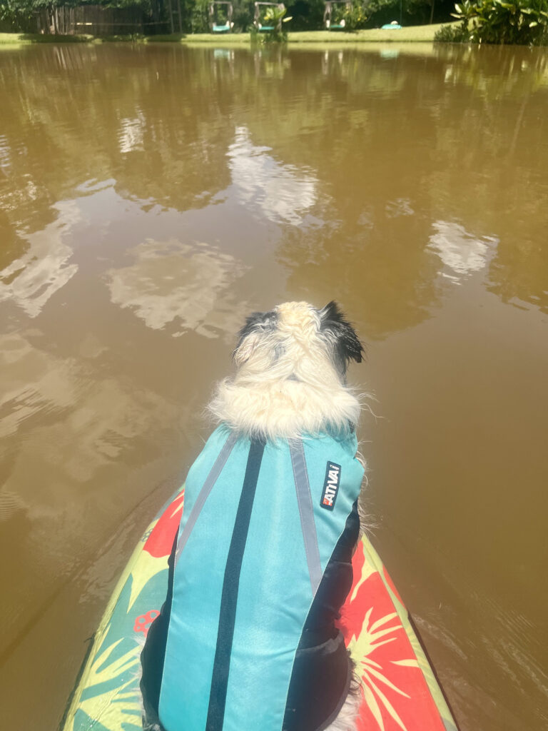 Caiaque e SUP com cães realizados com segurança e adaptação.