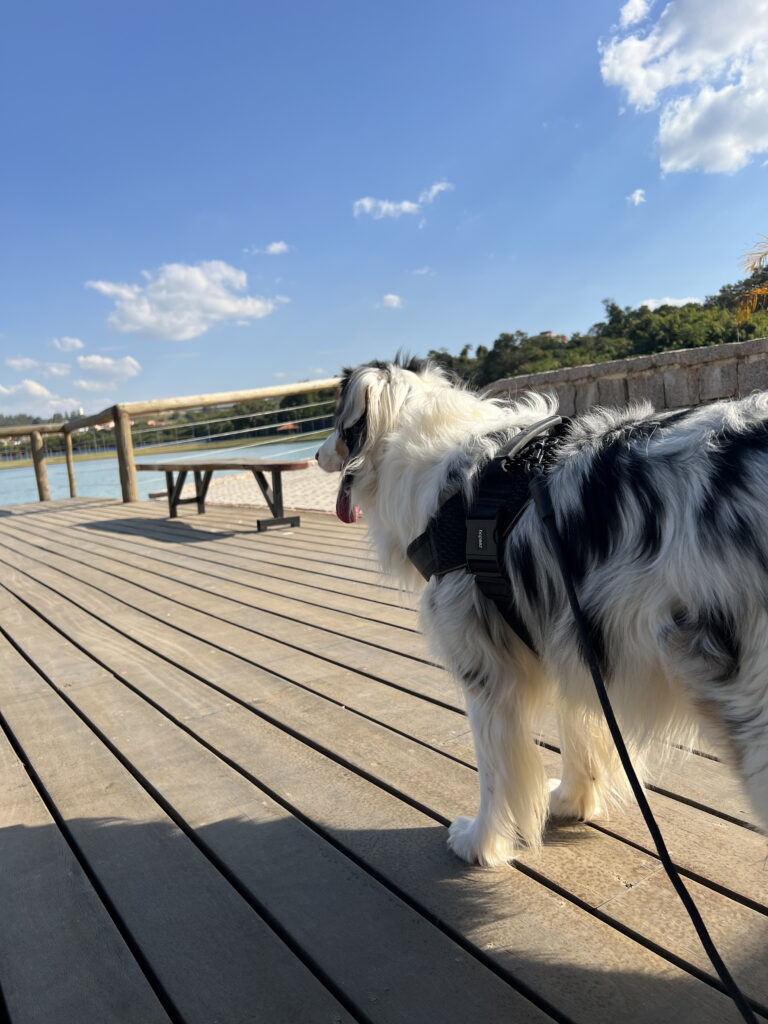 Entenda por que a caminhada ativa com cães organiza o comportamento, melhora a rotina e vai muito além de xixi e cocô.