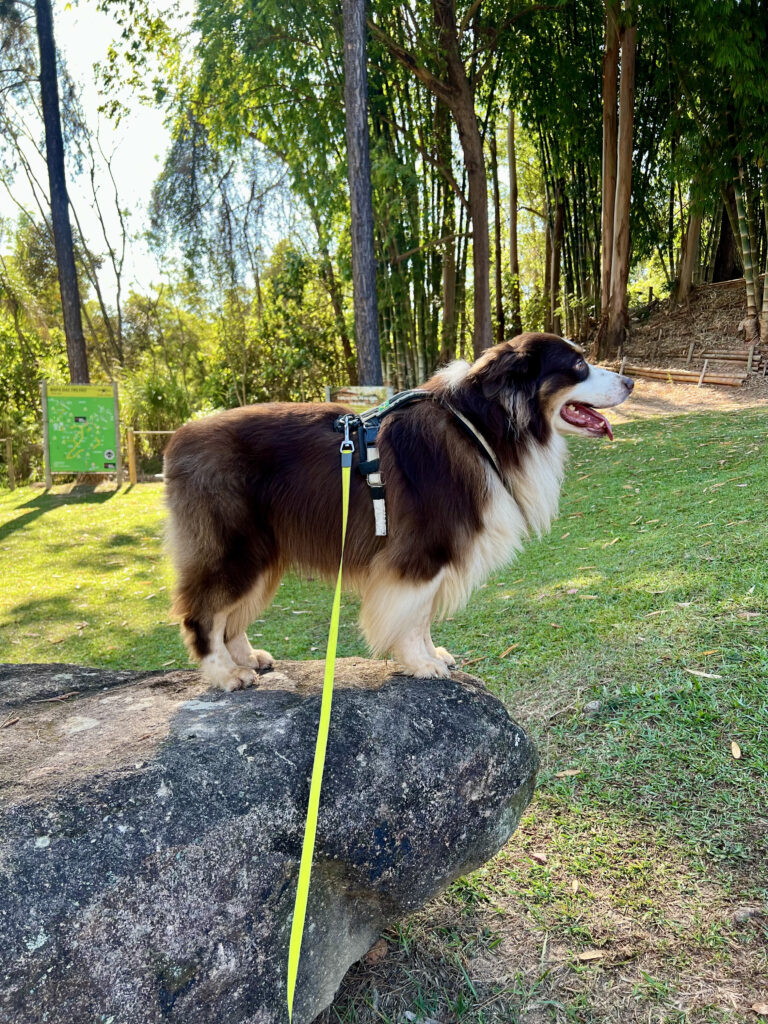 Entenda por que a caminhada ativa com cães organiza o comportamento, melhora a rotina e vai muito além de xixi e cocô.