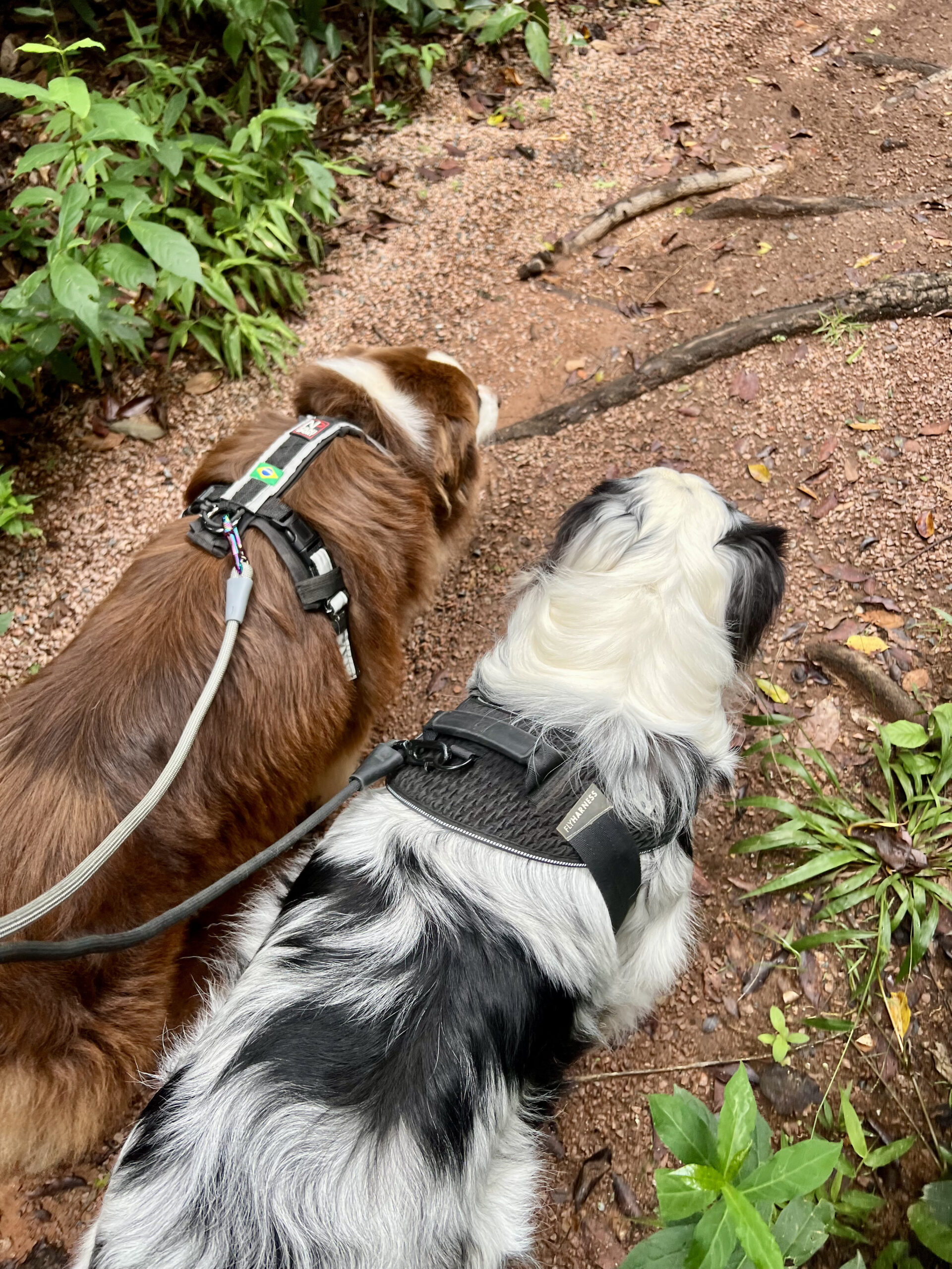 Caminhada ativa com cães: por que o passeio é muito mais do que xixi, cocô e alguns minutos fora de casa