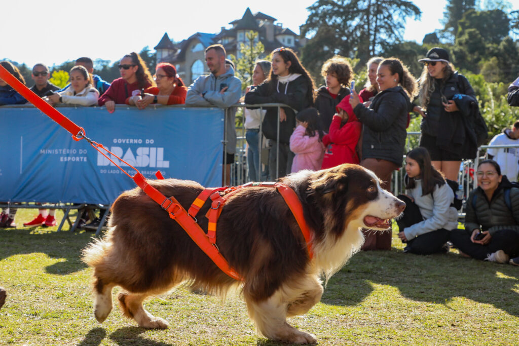 Canicross para iniciantes: tutor correndo com o cão de forma segura.