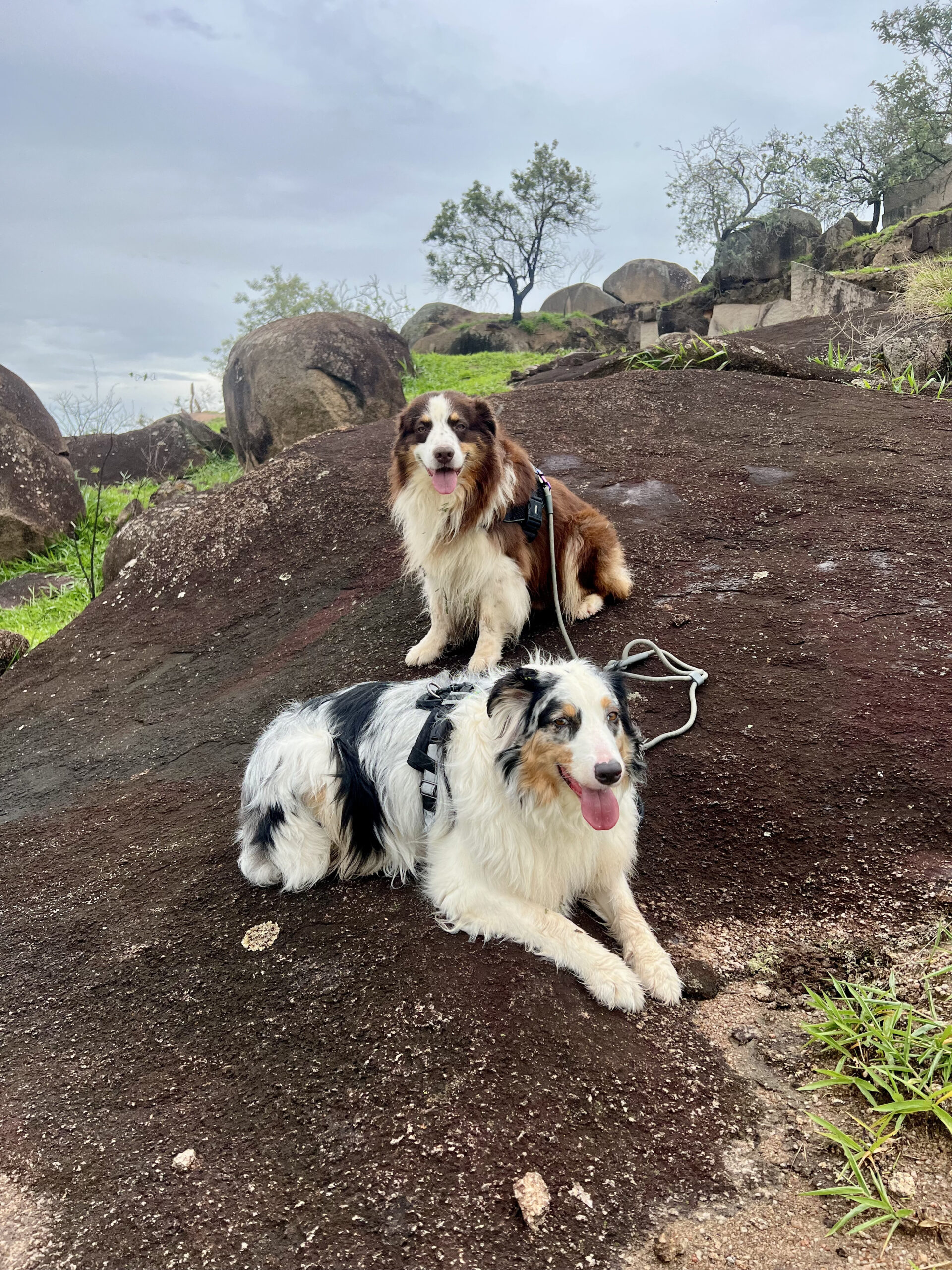 Todo cão pode praticar esportes? Raça, idade, corpo e contexto antes de começar