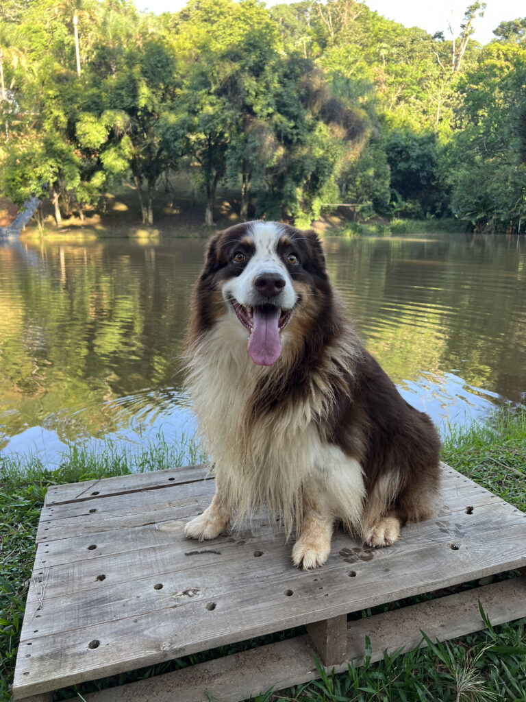 Dog Fitness e Esportes Caninos Outdoor.