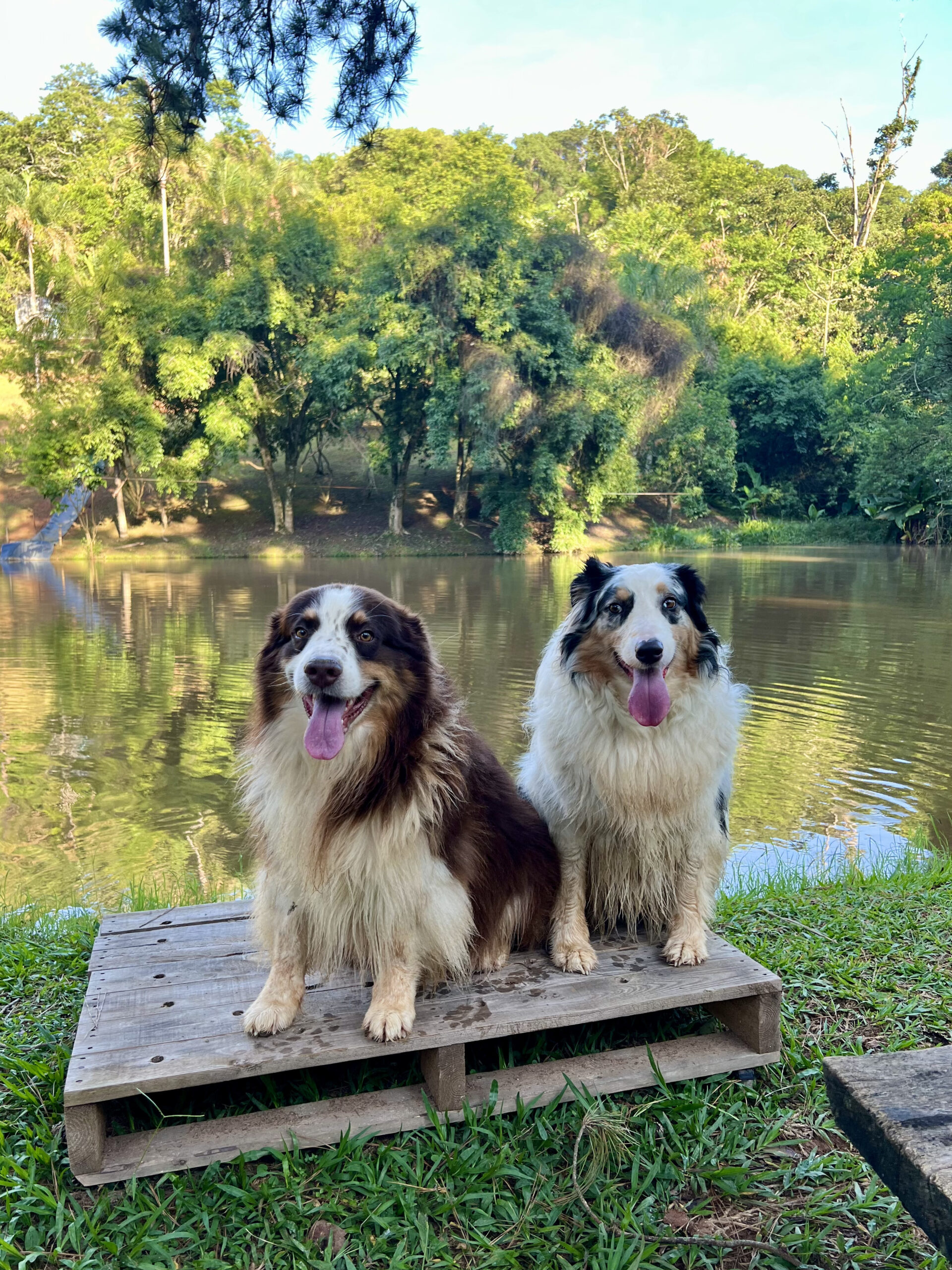 Dog Fitness e Esportes Caninos Outdoor.