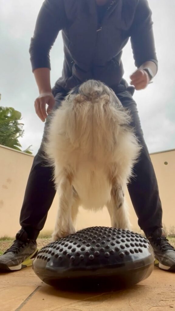 dog fitness: tutor se exercitando com o cão ao ar livre