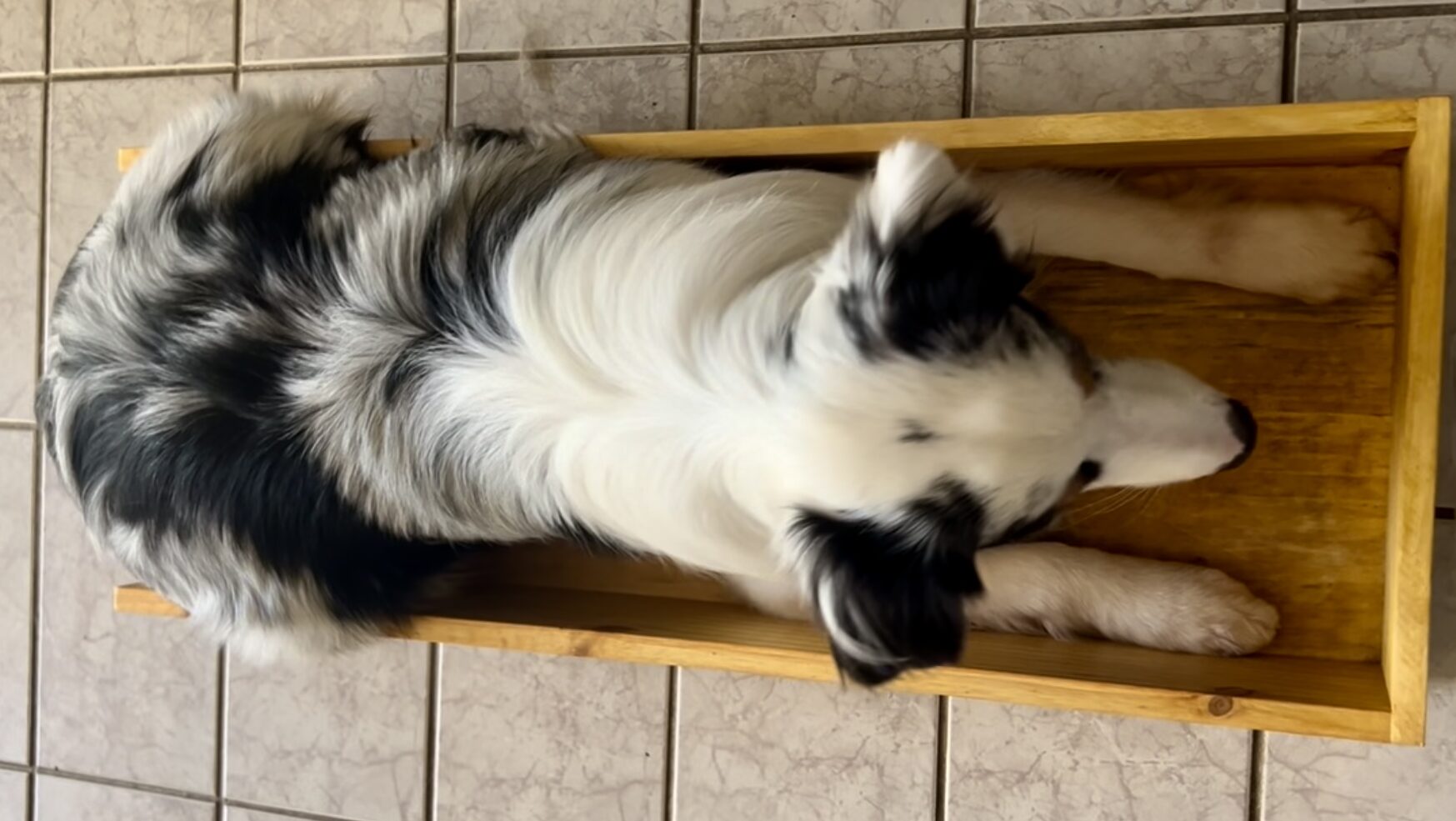 Dog Fitness: o que é e por que seu cão precisa se mover todos os dias