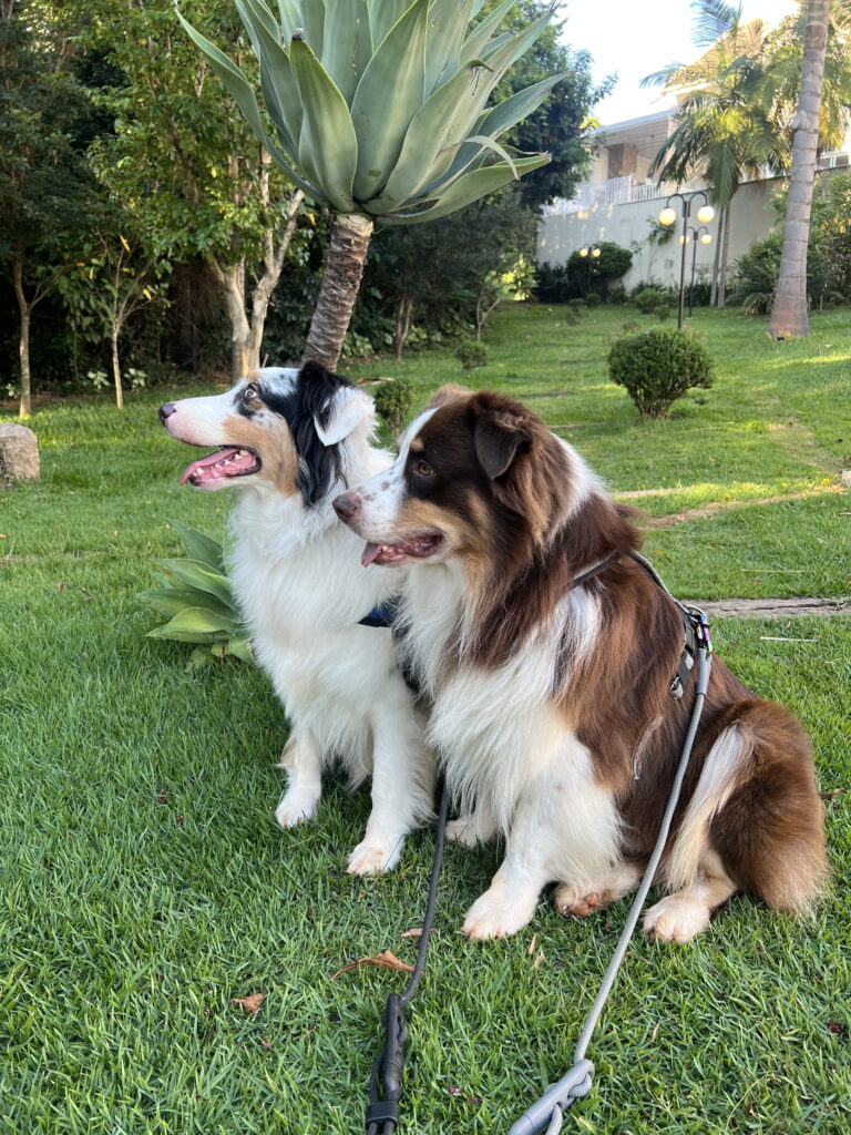Conheça os erros mais comuns no passeio com cachorro que pioram o comportamento e veja como ajustar a caminhada no dia a dia.