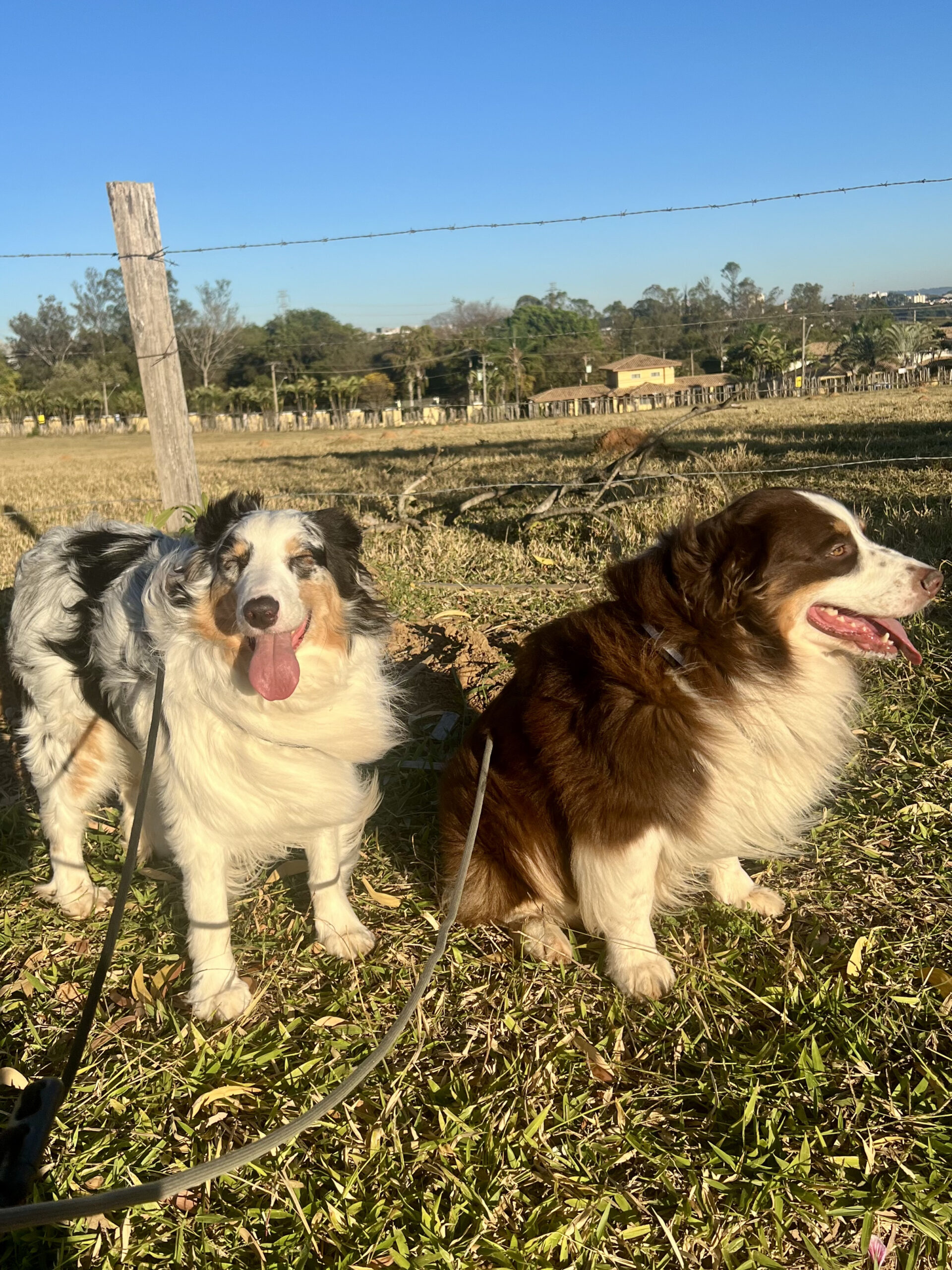 Erros comuns no passeio que atrapalham o comportamento do seu cão (e como corrigir)