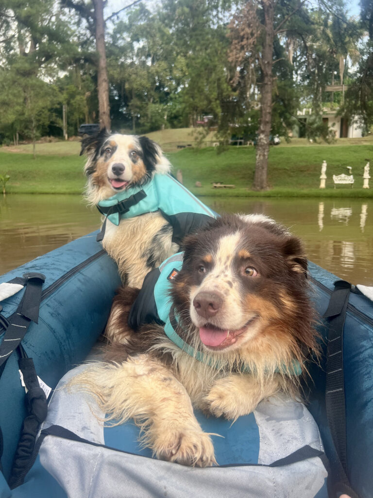 Cães praticando esportes caninos outdoor andando de caiaque no lago.