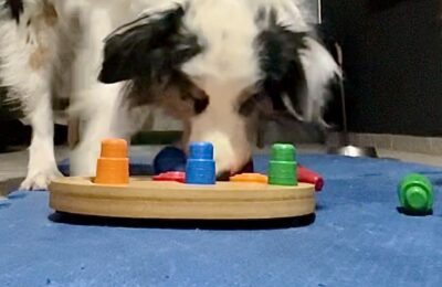 Estímulo mental para cães: por que ele não substitui o exercício físico
