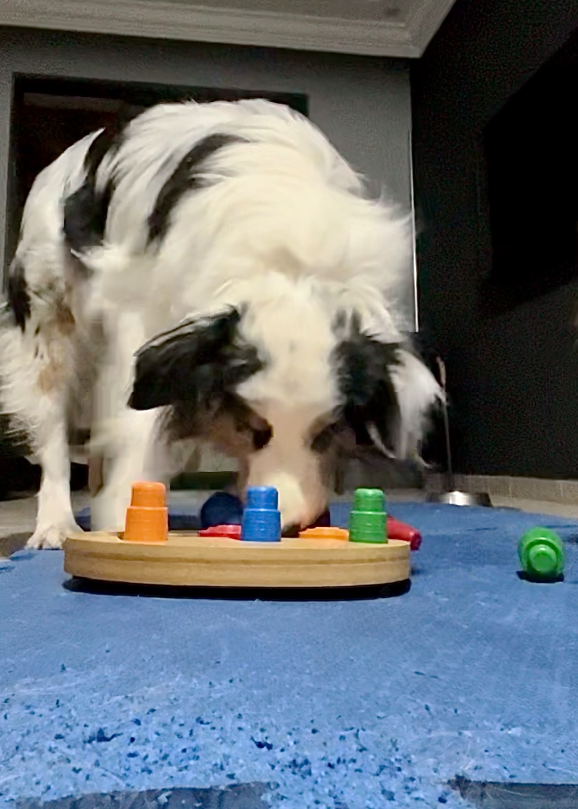 Estímulo mental também é exercício — mas não substitui o movimento físico do seu cão