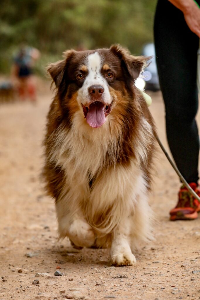 Exercício físico e comportamento: como o movimento influencia o equilíbrio emocional do seu cão.