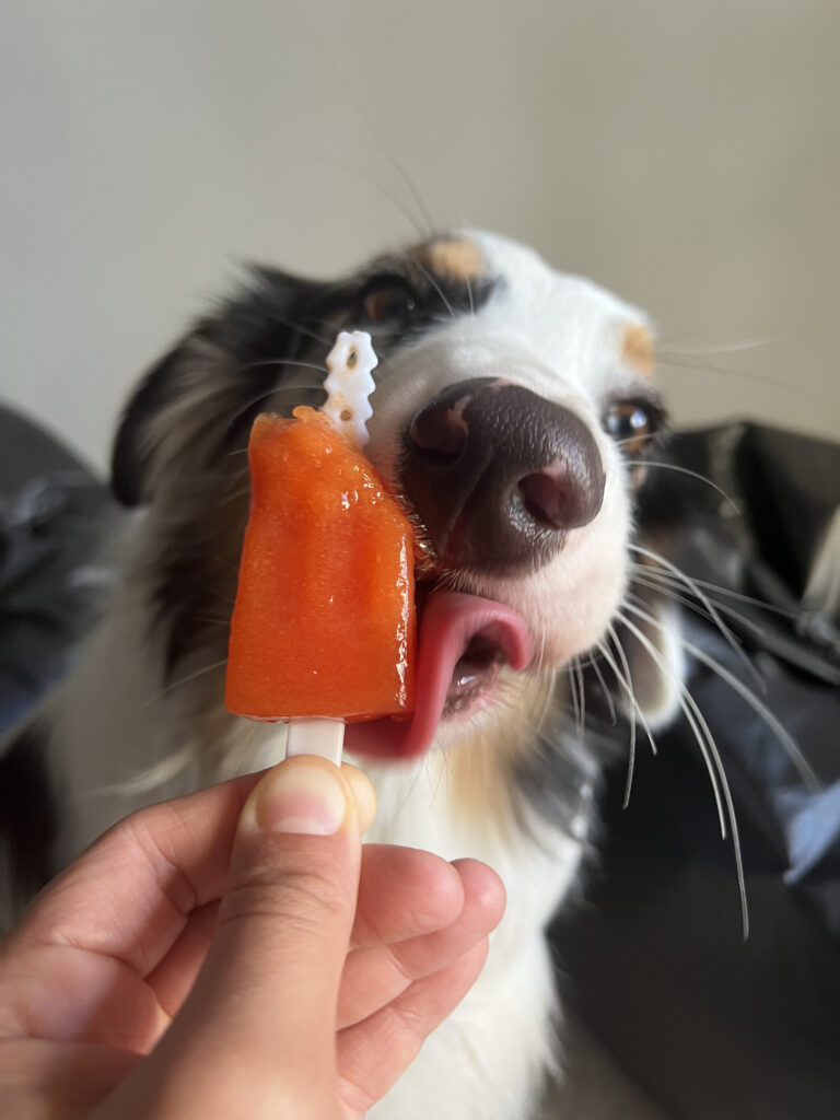 Exercícios com cães em altas temperaturas: o que é seguro, o que evitar e como adaptar a rotina.