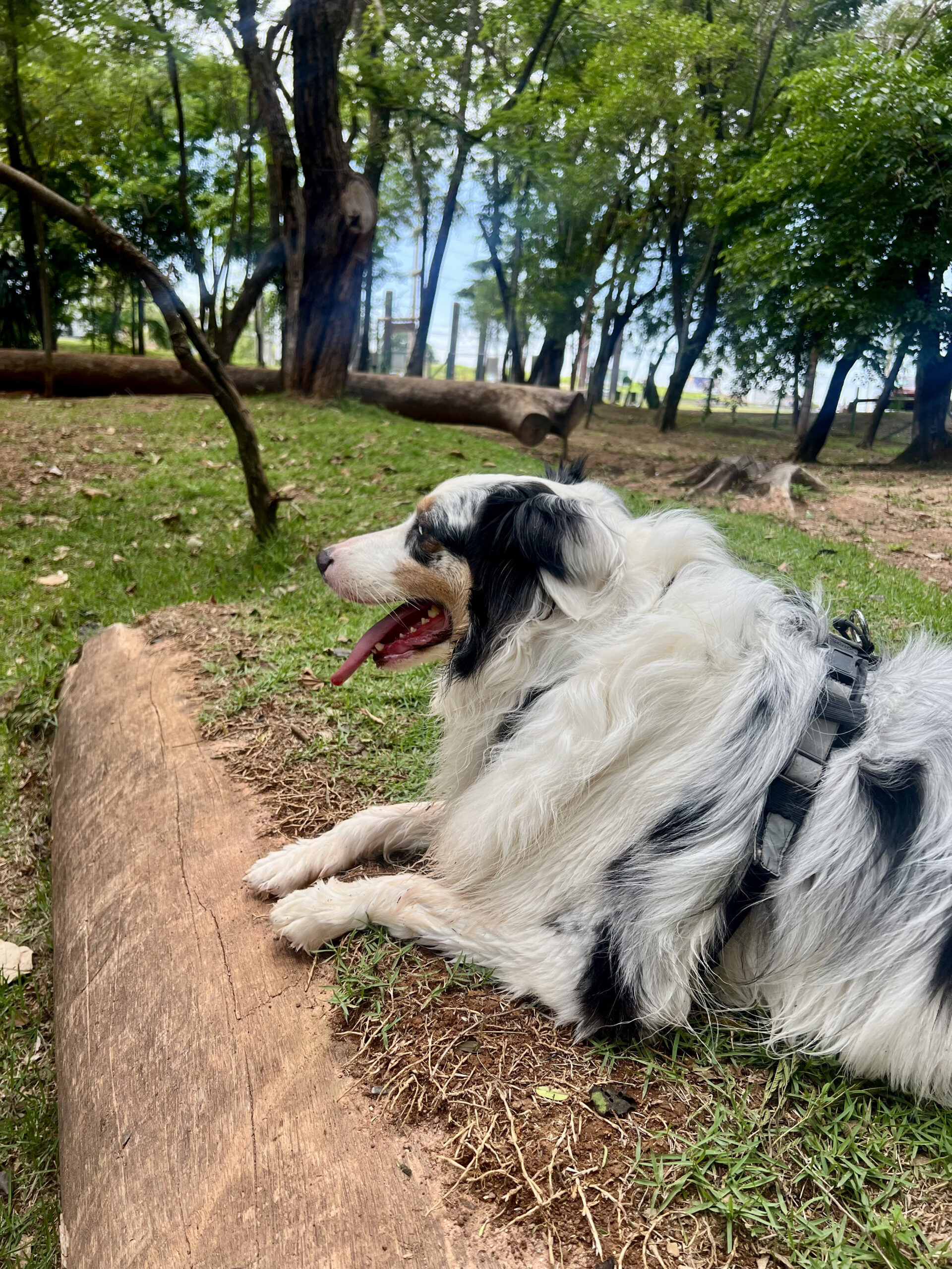 Exercícios com cães em altas temperaturas: o que é seguro, o que evitar e como adaptar a rotina
