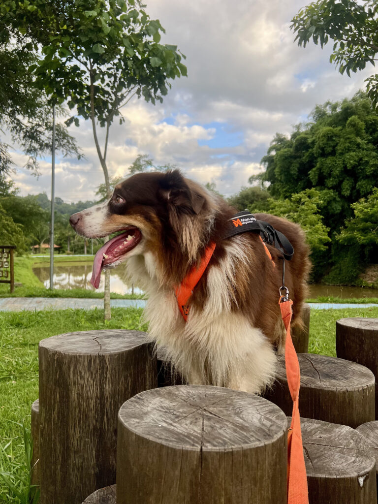 Riscos no canicross e cuidados essenciais para a segurança do cão.