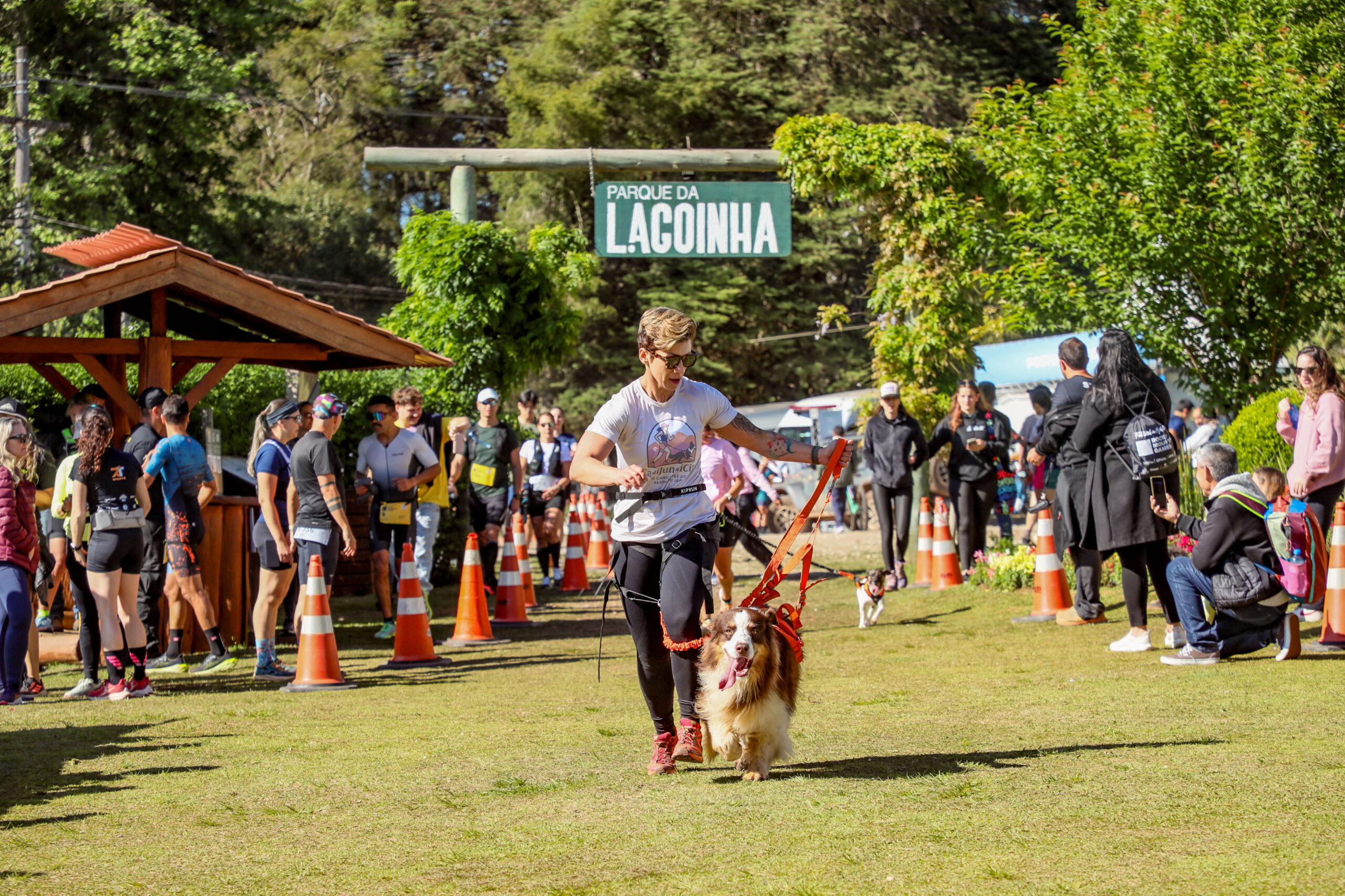 Riscos no canicross: erros que comprometem a saúde e a segurança do cão