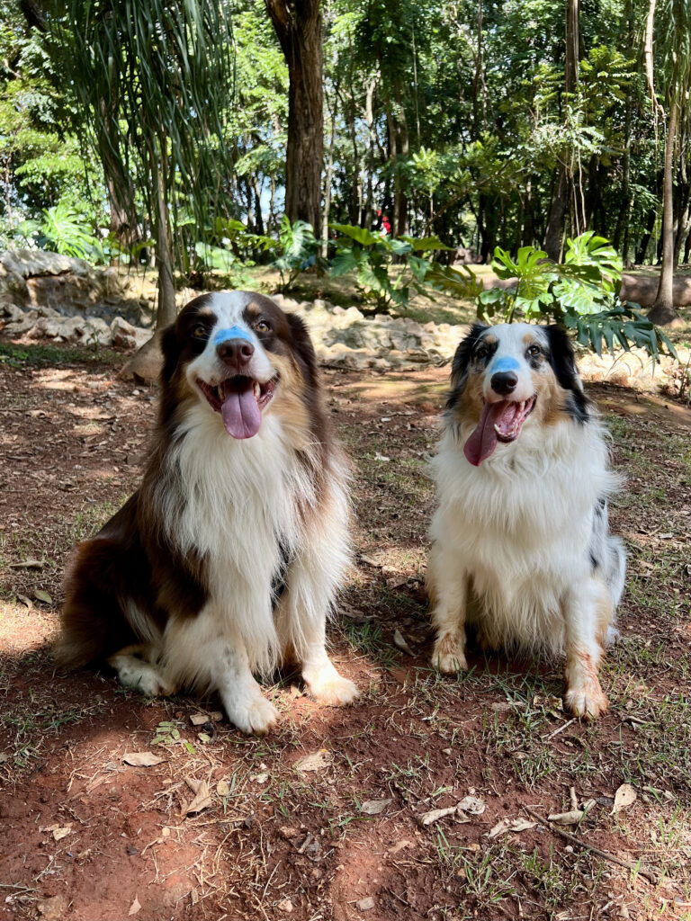 Aprenda como criar uma rotina de exercícios para cães com segurança, consciência e base em dog fitness para saúde e bem-estar.