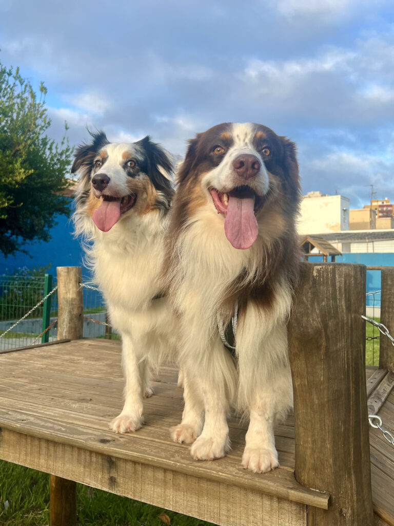 Aprenda como criar uma rotina de exercícios para cães com segurança, consciência e base em dog fitness para saúde e bem-estar.