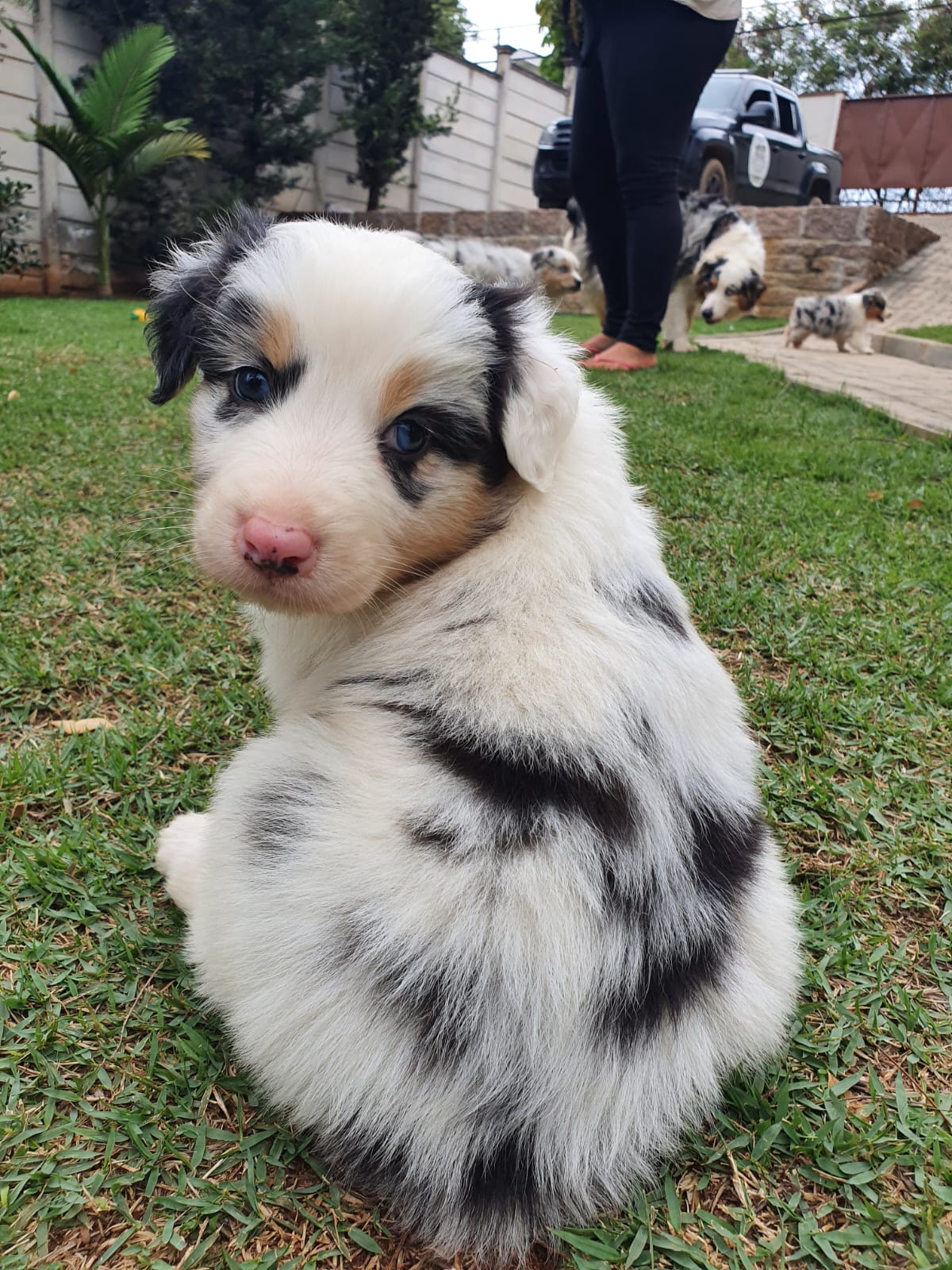 Par Rar Dog Rotina de exercícios para cães: guia definitivo de dog fitness
