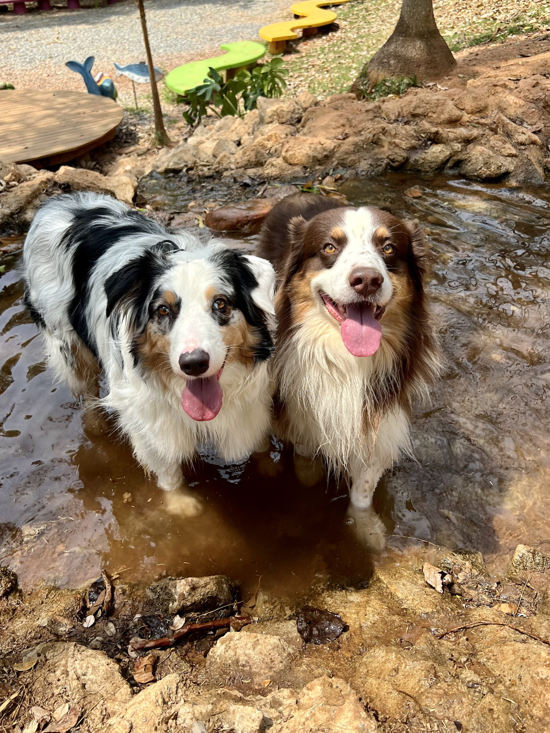 Rotina de exercícios para cães: guia definitivo de dog fitness