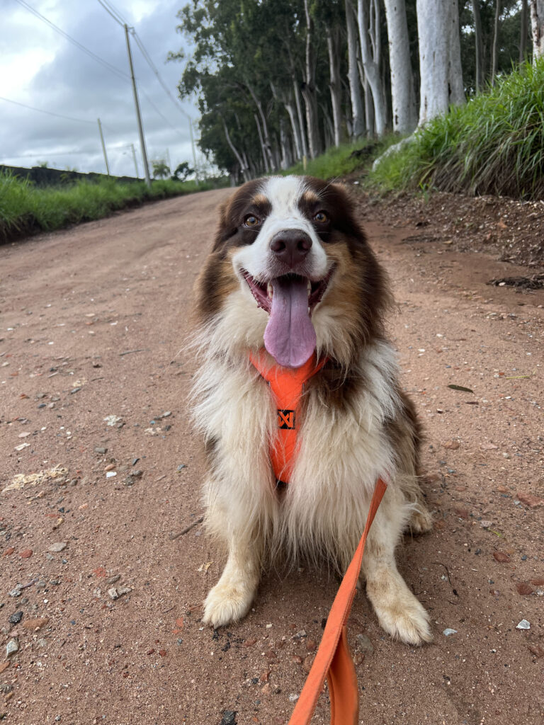 Temperatura no canicross e fatores ambientais que influenciam a segurança do treino.