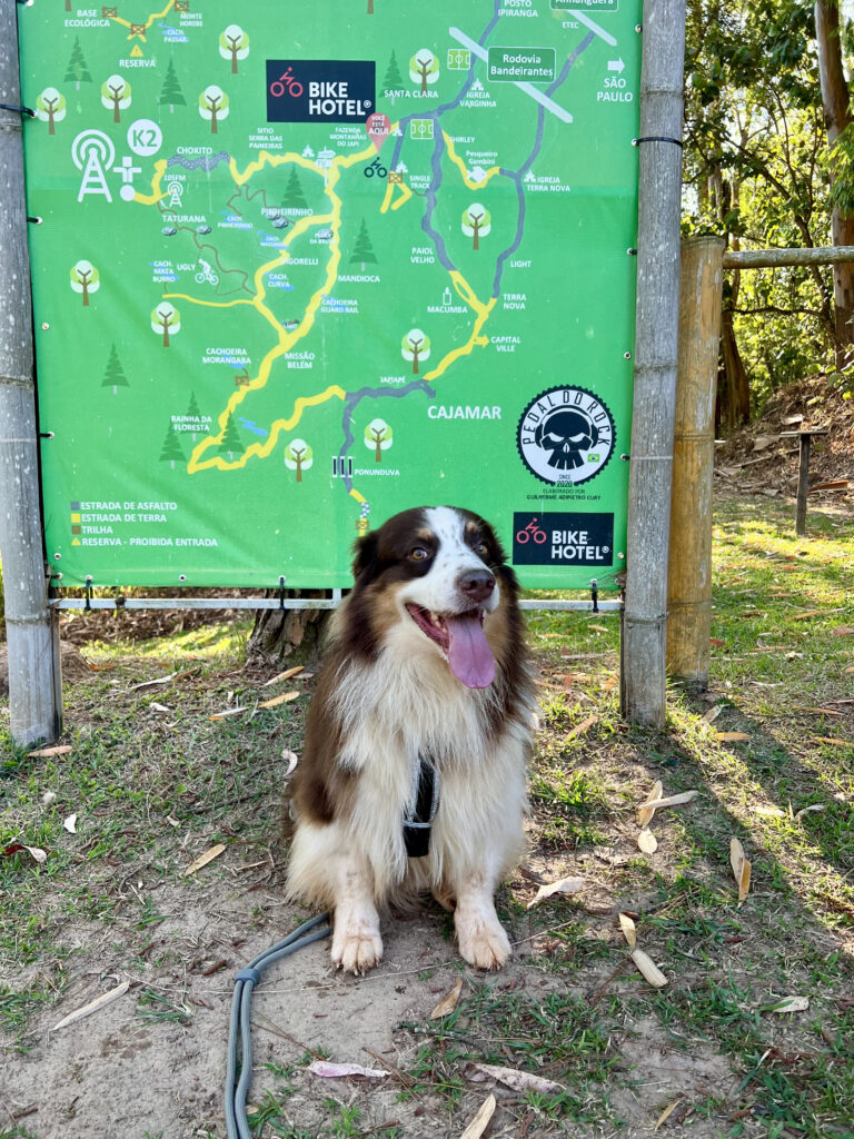 Todo cão pode praticar canicross com preparo físico e emocional adequado.