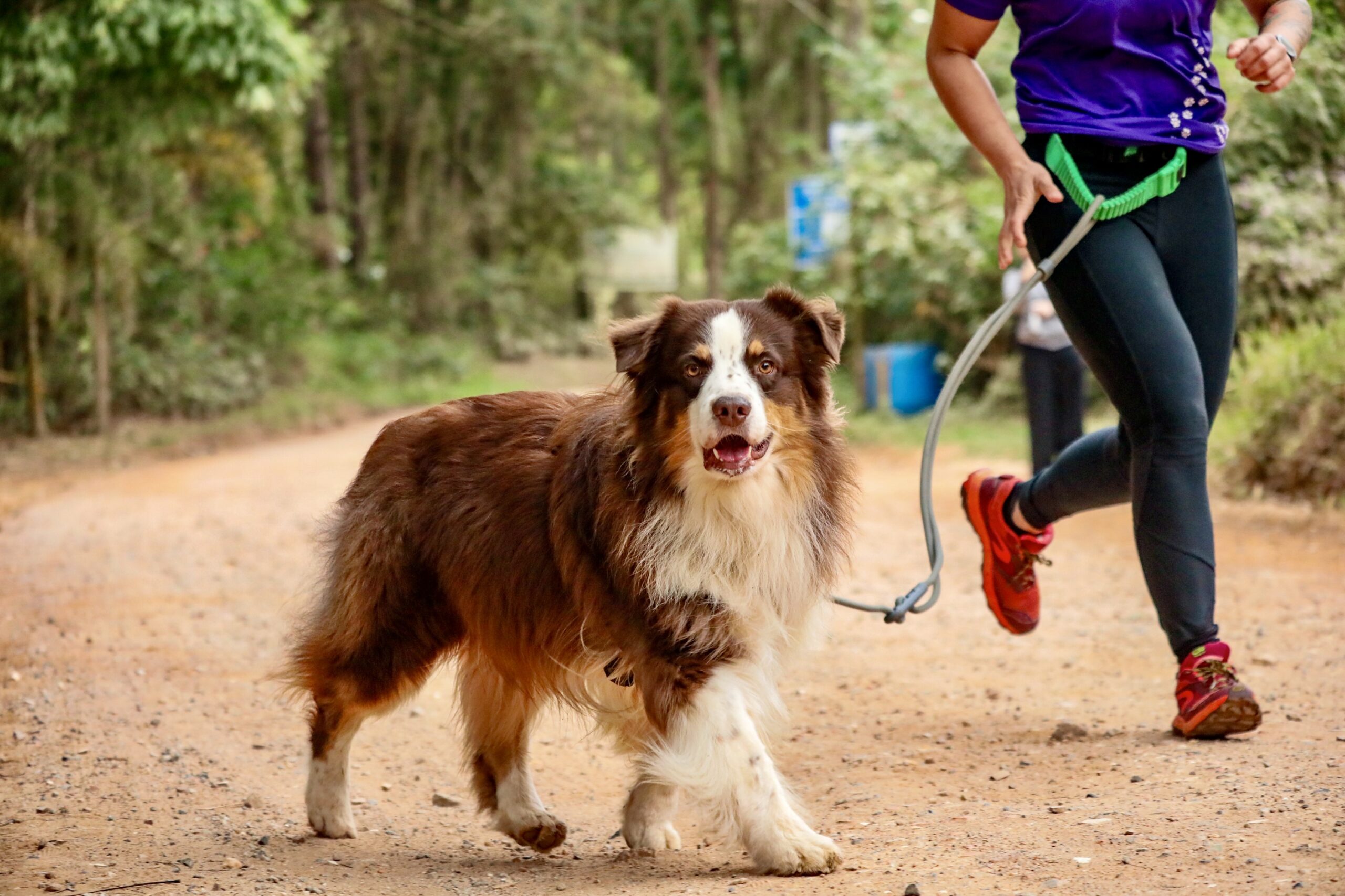 Todo cão pode praticar canicross? Perfil físico, emocional e adaptações necessárias