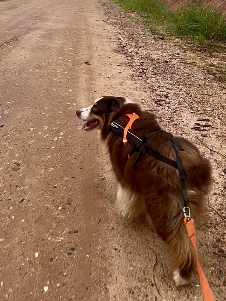 Arnês para canicross ajustado corretamente em cão durante treino.