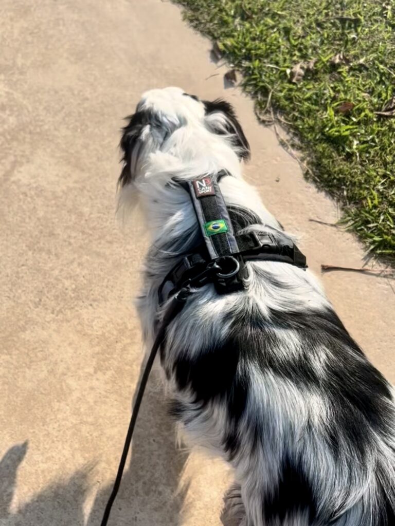 Arnês para canicross ajustado corretamente em cão durante treino.
