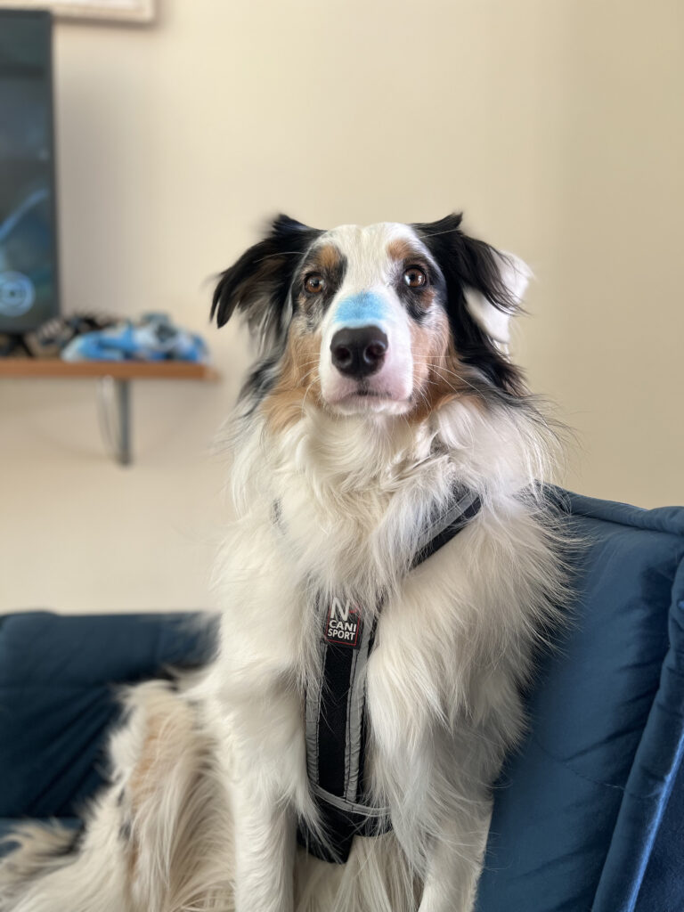 Arnês para canicross ajustado corretamente em cão durante treino.