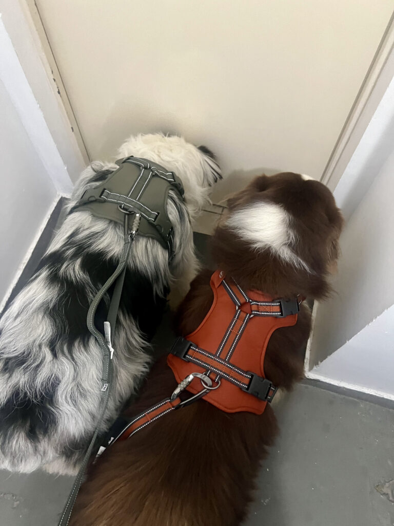 Arnês para o dia a dia.