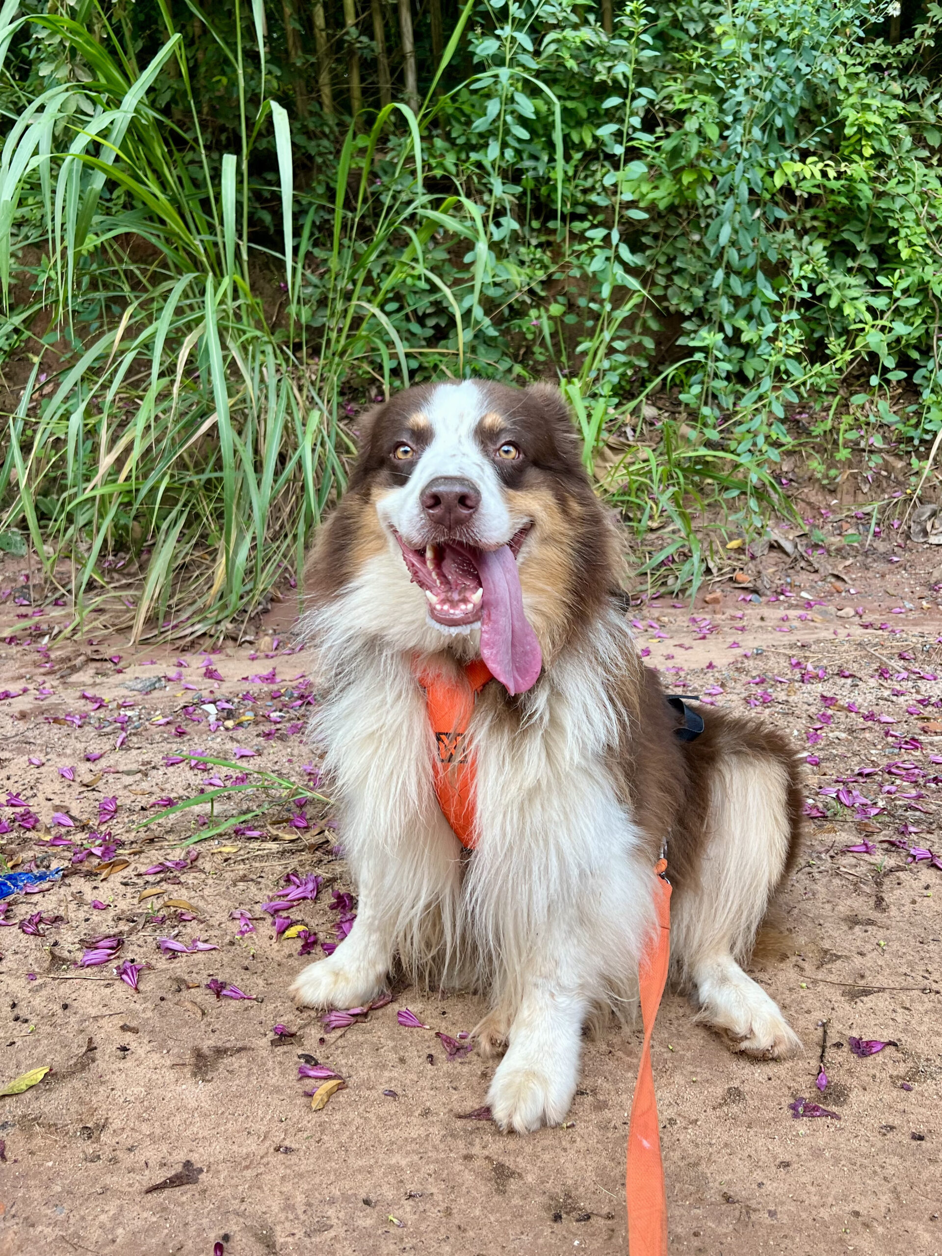 Tipos de arnês para canicross: indicações, ajustes e erros comuns