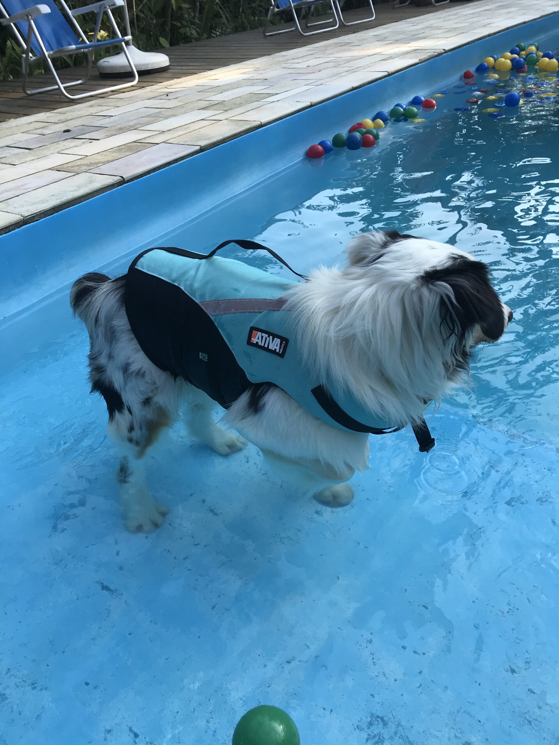 Colete salva-vidas para cães: quando usar, como escolher e erros comuns