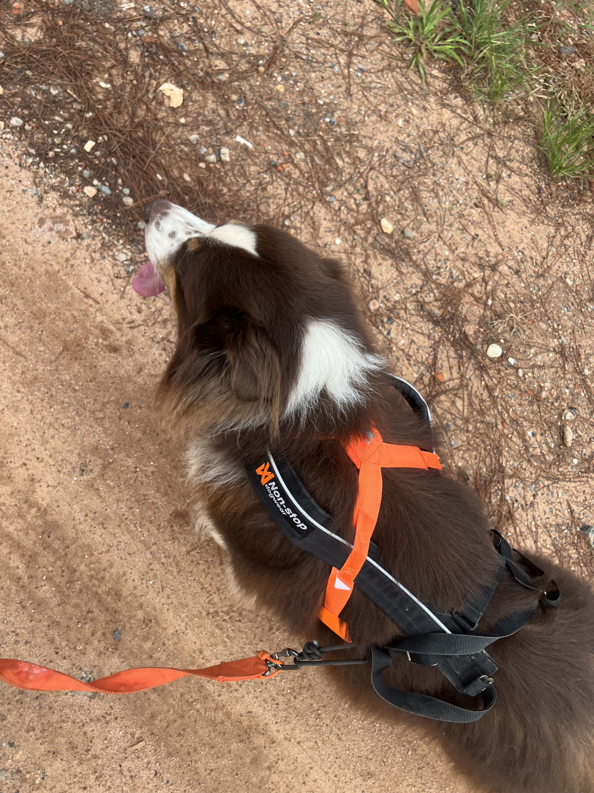 Equipamentos para canicross: como começar sem gastar muito e quando fazer o upgrade