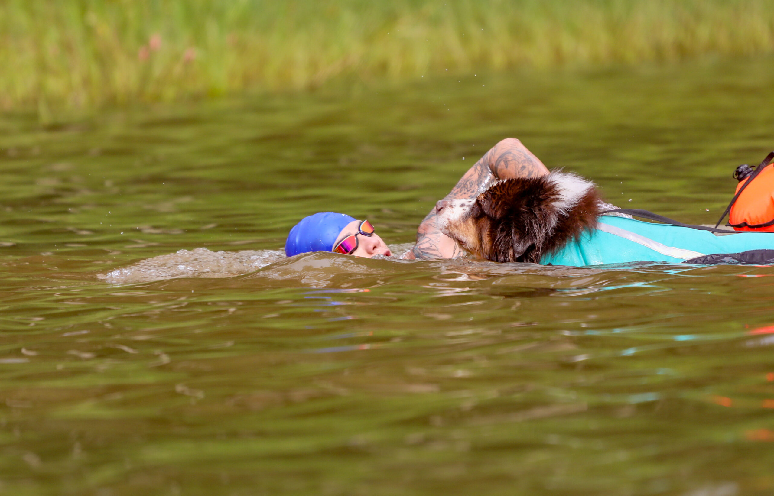Natação para cachorro: benefícios reais para a saúde física e mental