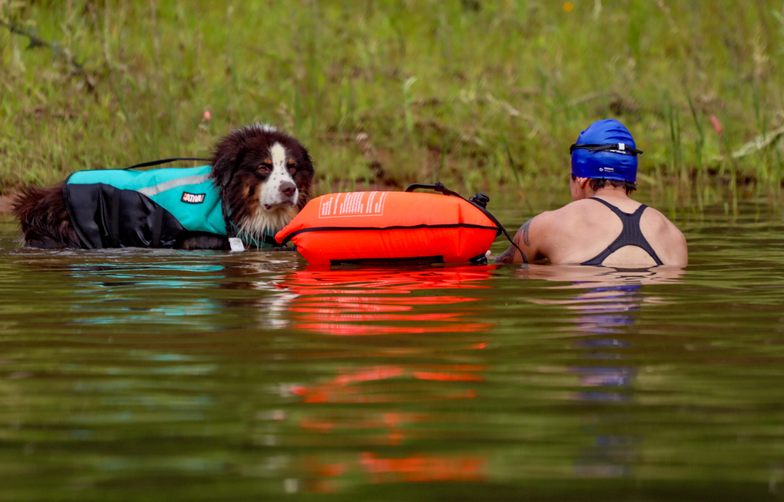 Cachorro com medo de nadar: como ensinar com segurança e sem trauma