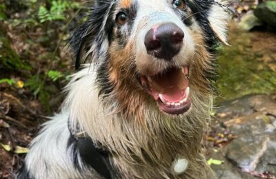 Trilha com cão para iniciantes: guia completo do primeiro passeio na natureza