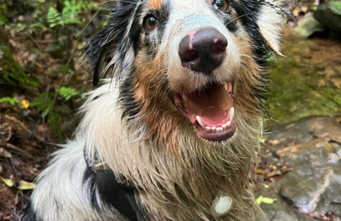 Trilha com cão para iniciantes: guia completo do primeiro passeio na natureza