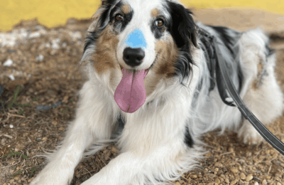 Como ler o comportamento do cão: o que o corpo do seu cachorro está tentando te dizer