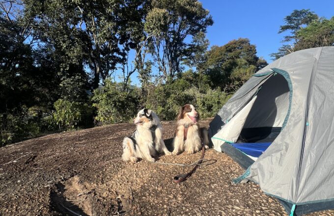 Camping com cachorro na montanha: o que levar e como se preparar