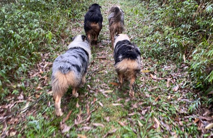 Por que seu cão faz o que faz: comportamento de raça que parece problema, mas é instinto