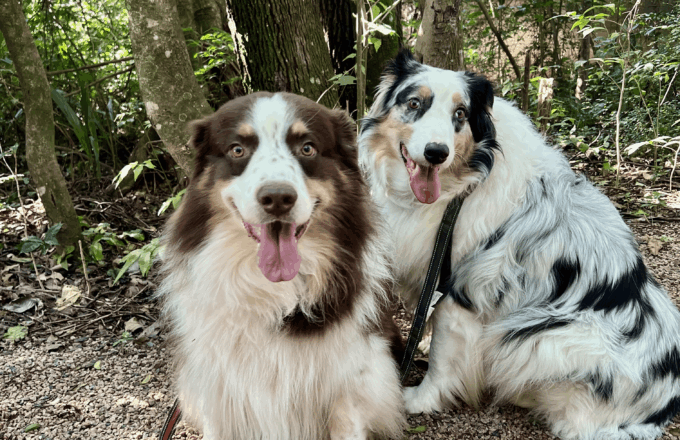 Método ARCA: como estruturar o passeio do seu cão em quatro momentos