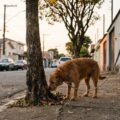 O passeio do seu cachorro virou sempre a mesma volta? Veja como sair do automático